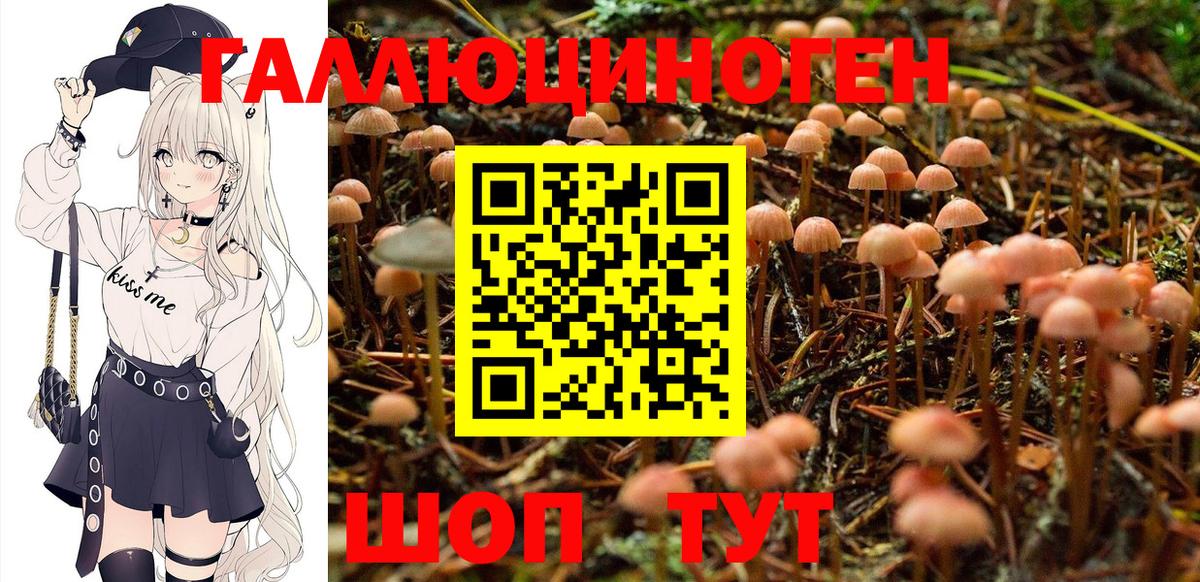 Галлюциногенные грибы Psilocybe Ростов-на-Дону
